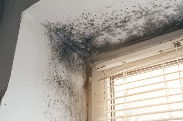 Affordable Mold Cleanup solutions in Jackson, MI